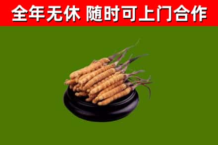安宁烟酒回收冬虫夏草.jpg